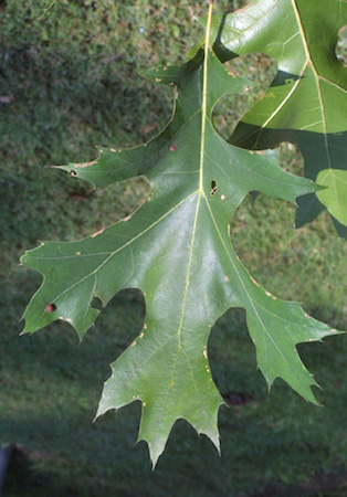 Scarlet Oak  Leaf