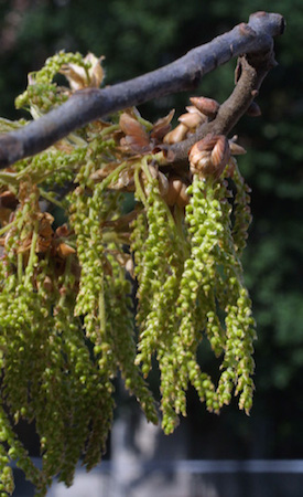 Southern Red Oak Flowers