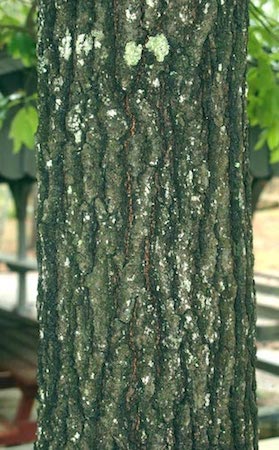 Southern Red Oak Bark