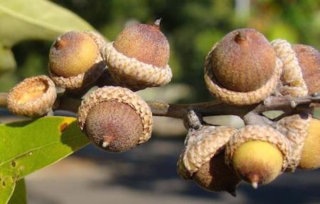 Southern Red Oak Acorns