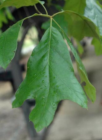 Southern Red Oak Leaf - Shade