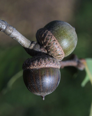 Water Oak Acorns