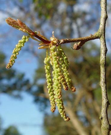 Water Oak  Flowers (1)