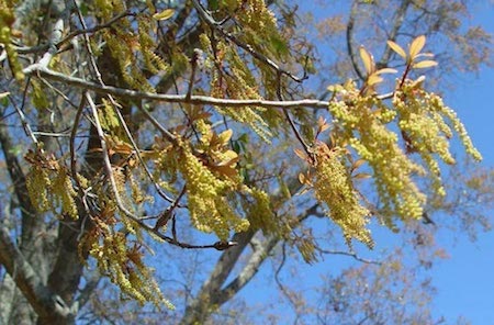 Water Oak  Flowers (2)