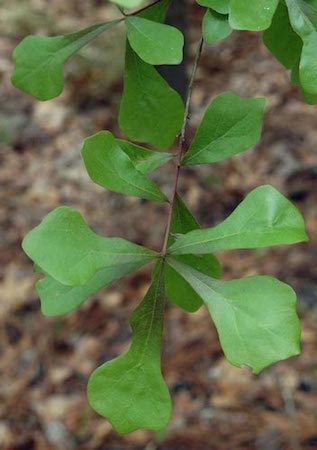 Water Oak  Leaves