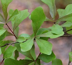 Water Oak