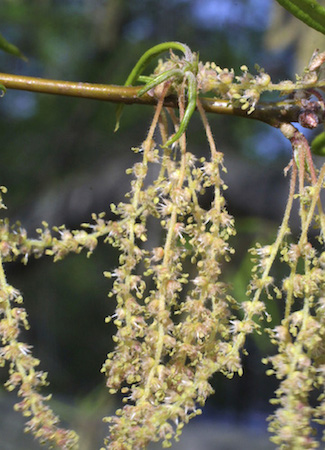 Willow Oak  Flowers