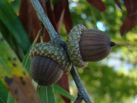 Willow Oak Acorns