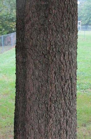 Willow Oak Bark--Young Tree