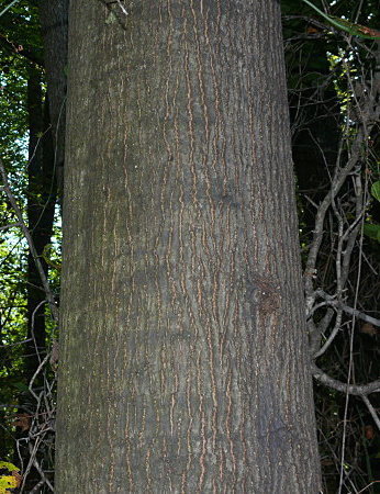 Pin Oak  Bark