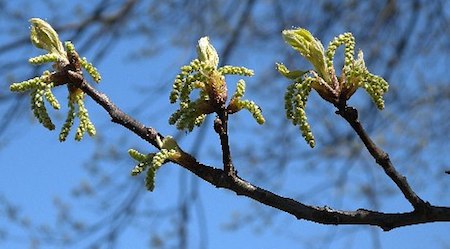 Pin Oak  Flowers