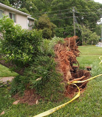 Uprooted Red Oak