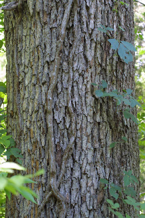 Post Oak  Bark