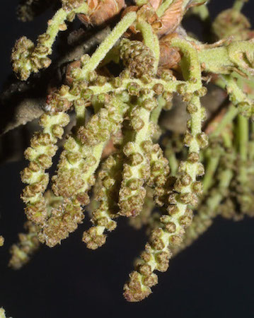 Post Oak  Flowers