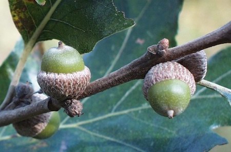 Post Oak Acorns