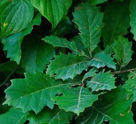 Swamp Chestnut Oak