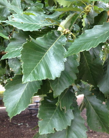 Swamp Chestnut Oak Leaves