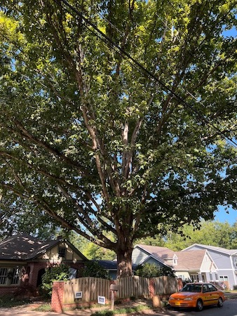 Swamp Chestnut Oak Tree