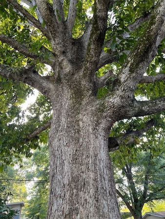 Swamp Chestnut Oak Bark