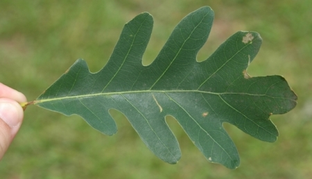 Leaf