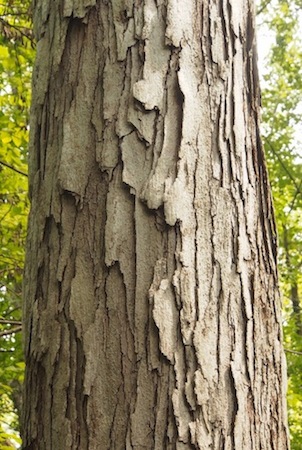 Bark