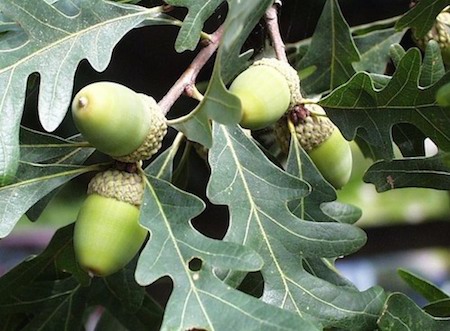 Acorns