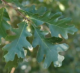 White Oak