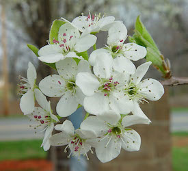 Bradford Pear