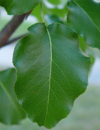 Leaf