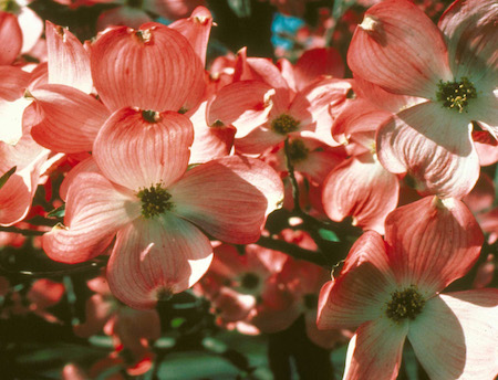 Pink flowers