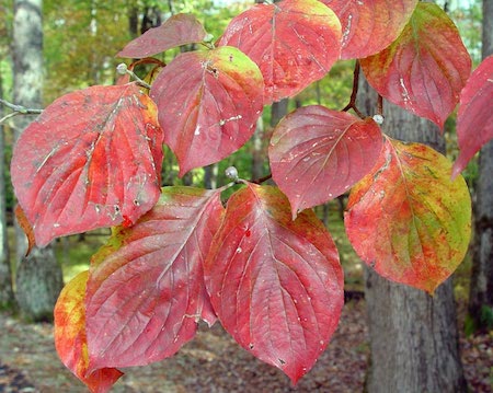 Fall Leaves