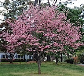 Dogwood