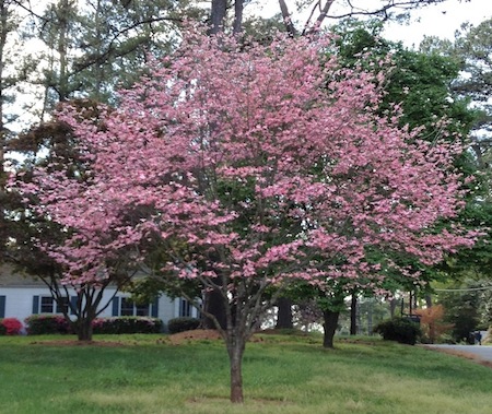 Dogwood Tree in Spring