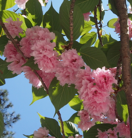 Double Bloom Cherry Blossoms