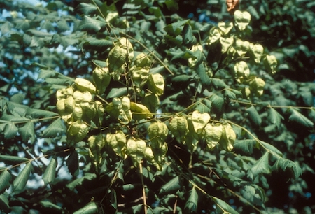 Young Seed Pods