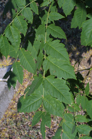 Leaves