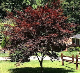 Japanese Maple