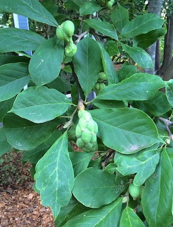 Leaves and Fruit