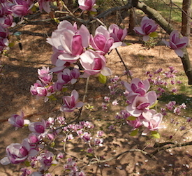 Japanese Magnolia