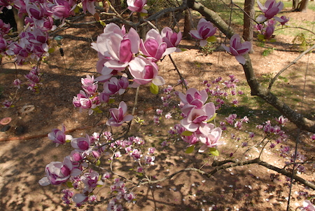 Flowers (1)