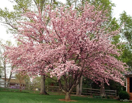 Kwanzan Cherry (for comparison)