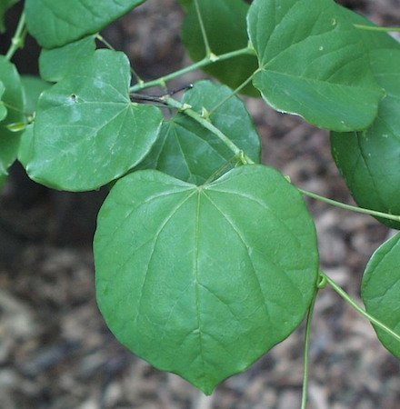 Leaves