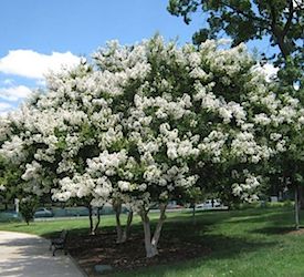 Crape Myrtle