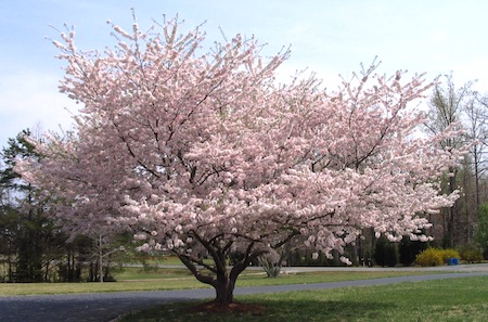 Yoshino Cherry (for comparison)