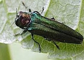 Emerald Ash Borer