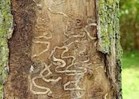 EAB &quot;Galleries&quot; under the bark