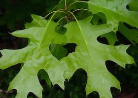 Northern Red Oak