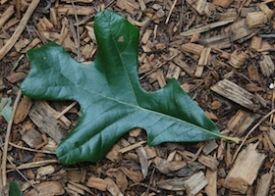 Post Oak